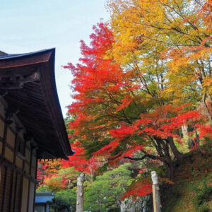 湖東三山　百済寺 紅葉、11月秋、滋賀県東近江市の観光・撮影スポットの名所