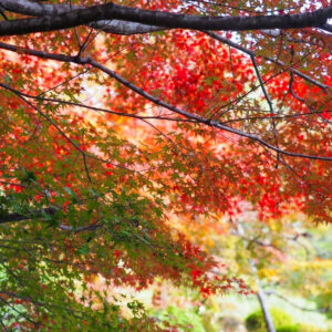 湖東三山　百済寺 紅葉、11月秋、滋賀県東近江市の観光・撮影スポットの名所
