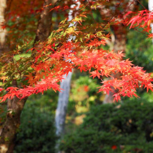 湖東三山　百済寺 紅葉、11月秋、滋賀県東近江市の観光・撮影スポットの名所