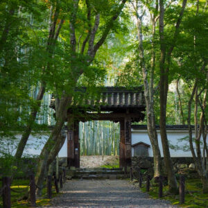 竹の寺 地蔵院、新緑。夏景色、6月秋、京都府京都市の観光・撮影スポットの名所