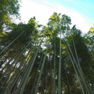 竹の寺 地蔵院、新緑。夏景色、6月秋、京都府京都市の観光・撮影スポットの名所