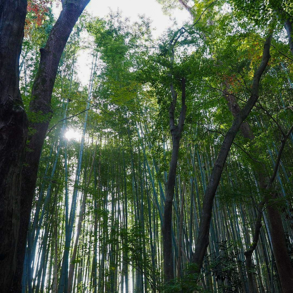 竹の寺 地蔵院、新緑。夏景色、6月秋、京都府京都市の観光・撮影スポットの名所