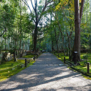 竹の寺 地蔵院、新緑。夏景色、6月秋、京都府京都市の観光・撮影スポットの名所