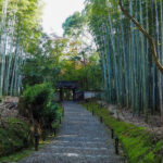 竹の寺 地蔵院、新緑。夏景色、6月秋、京都府京都市の観光・撮影スポットの名所