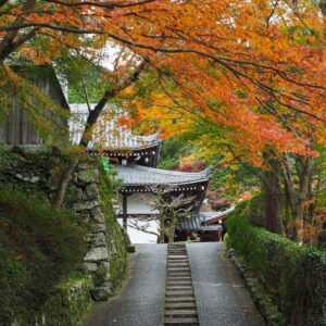 西教寺、紅葉、11月秋、滋賀県大津市の観光・撮影スポットの名所