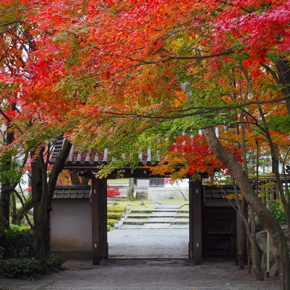 西教寺、紅葉、11月秋、滋賀県大津市の観光・撮影スポットの名所
