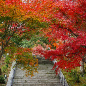 西教寺、紅葉、11月秋、滋賀県大津市の観光・撮影スポットの名所