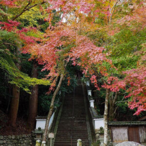 西教寺、紅葉、11月秋、滋賀県大津市の観光・撮影スポットの名所