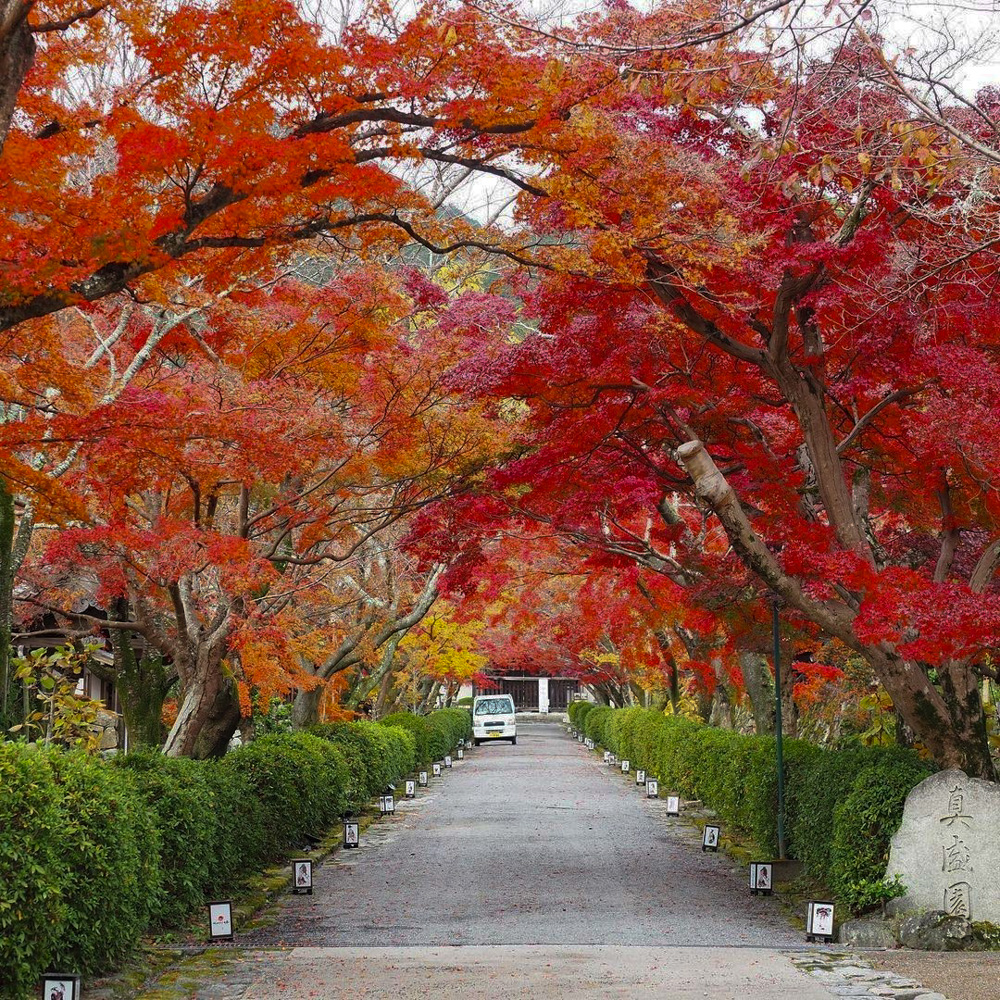 西教寺、紅葉、11月秋、滋賀県大津市の観光・撮影スポットの名所
