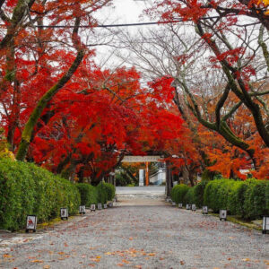 西教寺、紅葉、11月秋、滋賀県大津市の観光・撮影スポットの名所