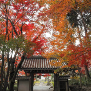 西教寺、紅葉、11月秋、滋賀県大津市の観光・撮影スポットの名所