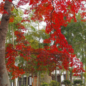 西教寺、紅葉、11月秋、滋賀県大津市の観光・撮影スポットの名所