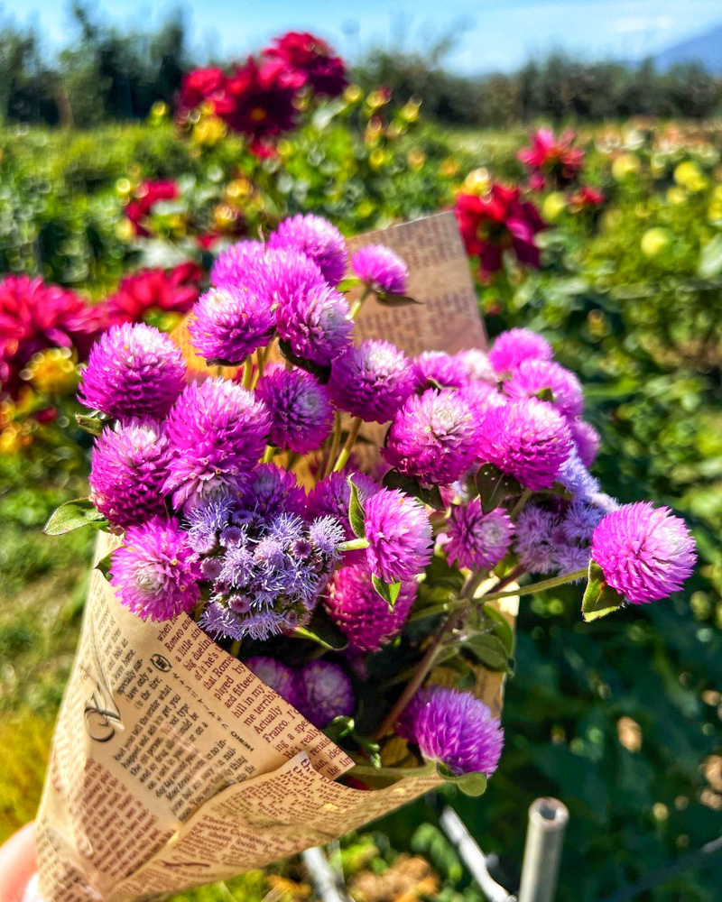 豊丘ダリア園 、9月秋の花、長野県下伊那郡の観光・撮影スポットの名所