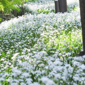 賎ヶ岳リフト、シャガ、夏景色、5月、滋賀県長浜市の観光・撮影スポットの名所
