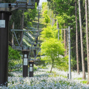 賎ヶ岳リフト、シャガ、夏景色、5月、滋賀県長浜市の観光・撮影スポットの名所