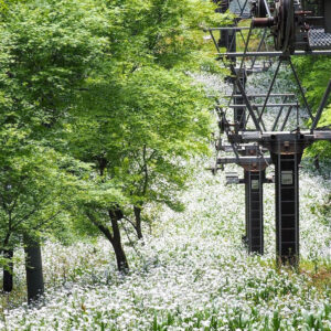 賎ヶ岳リフト、シャガ、夏景色、5月、滋賀県長浜市の観光・撮影スポットの名所