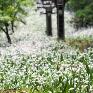 賎ヶ岳リフト、シャガ、夏景色、5月、滋賀県長浜市の観光・撮影スポットの名所