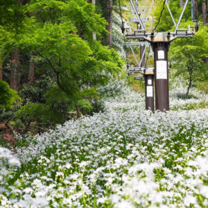賎ヶ岳リフト、シャガ、夏景色、5月、滋賀県長浜市の観光・撮影スポットの名所