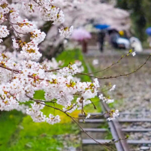 蹴上インクライン、桜、琵琶湖疏水、4月春、京都府京都市の観光・撮影スポットの名所