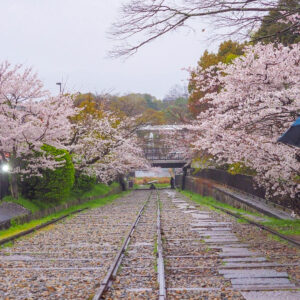 蹴上インクライン、桜、琵琶湖疏水、4月春、京都府京都市の観光・撮影スポットの名所