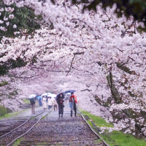 蹴上インクライン、桜、琵琶湖疏水、4月春、京都府京都市の観光・撮影スポットの名所