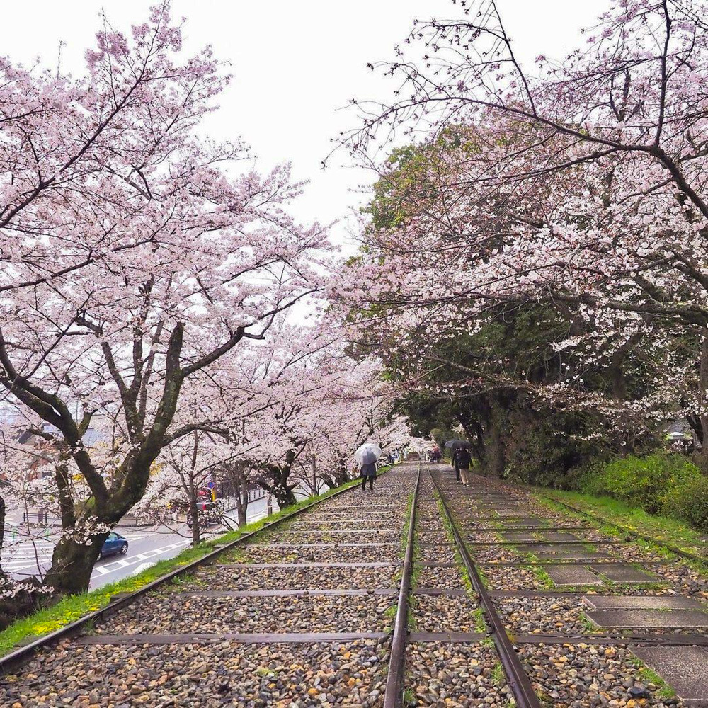 蹴上インクライン、桜、琵琶湖疏水、4月春、京都府京都市の観光・撮影スポットの名所
