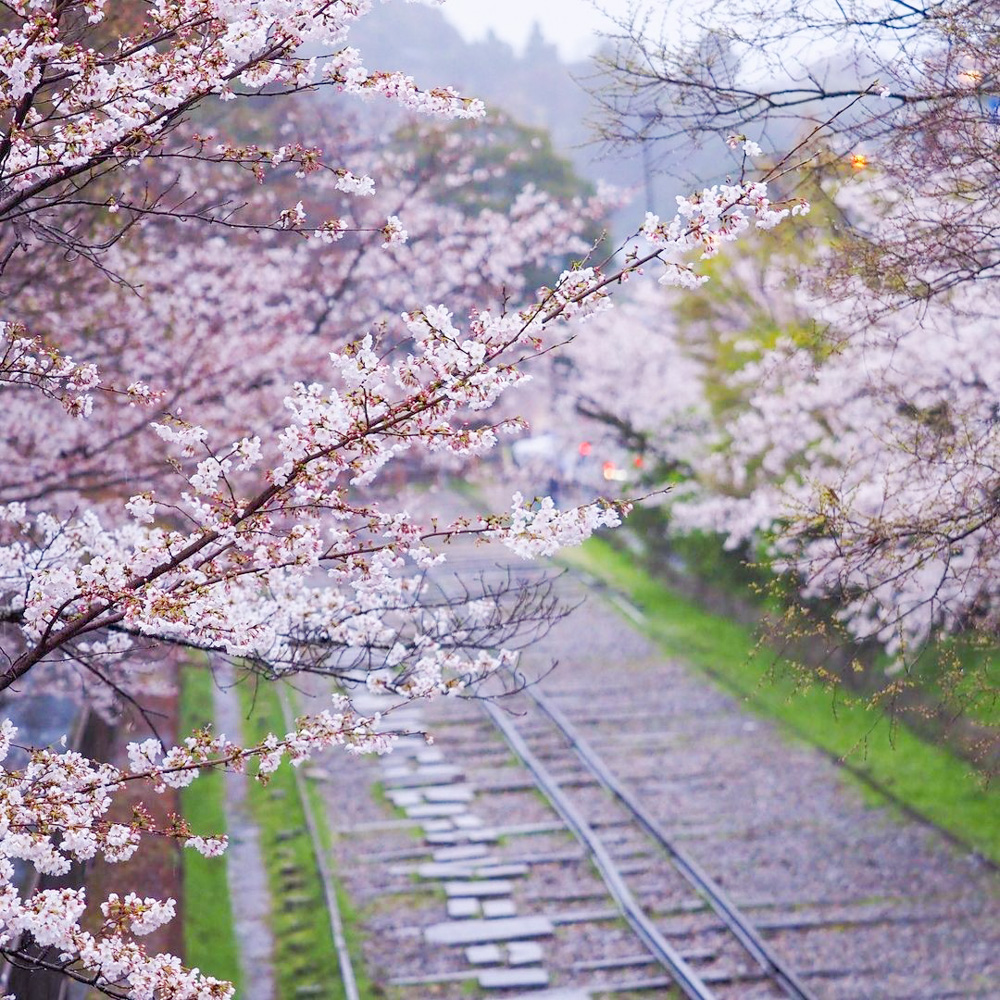 蹴上インクライン、桜、琵琶湖疏水、4月春、京都府京都市の観光・撮影スポットの名所