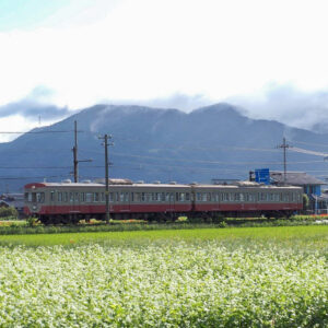 近江鉄道そば畑、多賀大社前駅、9月秋の花、滋賀県犬上郡の観光・撮影スポットの名所