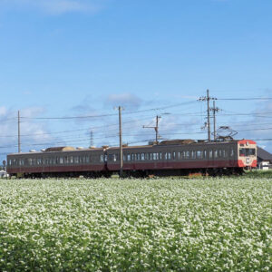 近江鉄道そば畑、多賀大社前駅、9月秋の花、滋賀県犬上郡の観光・撮影スポットの名所