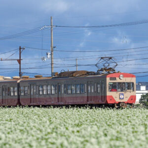 近江鉄道そば畑、多賀大社前駅、9月秋の花、滋賀県犬上郡の観光・撮影スポットの名所