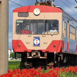 近江鉄道、彼岸花、多賀大社前駅、9月秋の花、滋賀県犬上郡の観光・撮影スポットの名所