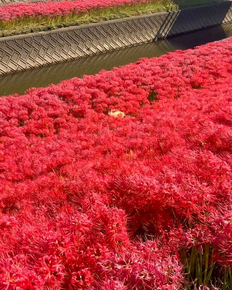 逢妻女川　彼岸花　9月　秋の花　愛知県豊田市の観光・撮影スポットの画像と写真