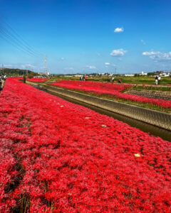 逢妻女川　彼岸花　9月　秋の花　愛知県豊田市の観光・撮影スポットの画像と写真