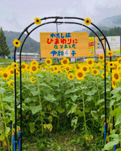 道の駅池田温泉、ひまわり、9月秋、岐阜県大垣市の観光・撮影スポットの名所