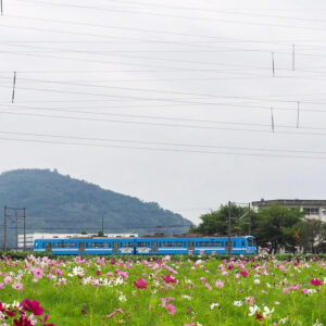 野田町コスモス、近江鉄道・9月秋、滋賀県近江八幡市の観光・撮影スポットの名所