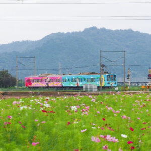 野田町コスモス、近江鉄道・9月秋、滋賀県近江八幡市の観光・撮影スポットの名所