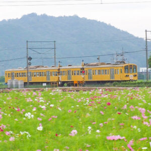 野田町コスモス、近江鉄道・9月秋、滋賀県近江八幡市の観光・撮影スポットの名所