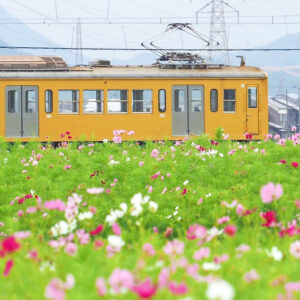 野田町コスモス、近江鉄道・9月秋、滋賀県近江八幡市の観光・撮影スポットの名所
