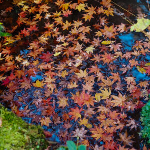 湖東三山 金剛輪寺、紅葉、11月秋、滋賀県愛知郡の観光・撮影スポットの名所