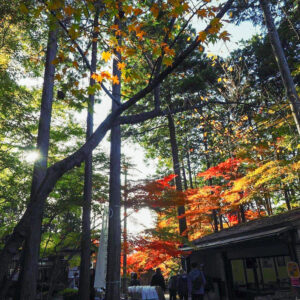 湖東三山 金剛輪寺、紅葉、11月秋、滋賀県愛知郡の観光・撮影スポットの名所