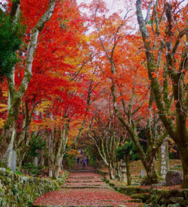 鶏足寺 、紅葉、11月秋、滋賀県長浜市の観光・撮影スポットの名所