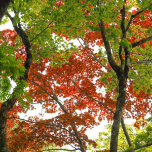 鶏足寺 、紅葉、6月夏、滋賀県長浜市の観光・撮影スポットの名所
