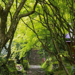 鶏足寺 、新緑・夏景色、6月夏、滋賀県長浜市の観光・撮影スポットの名所
