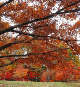 鶏足寺 、紅葉、6月夏、滋賀県長浜市の観光・撮影スポットの名所