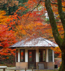 鶏足寺 、紅葉、11月秋、滋賀県長浜市の観光・撮影スポットの名所