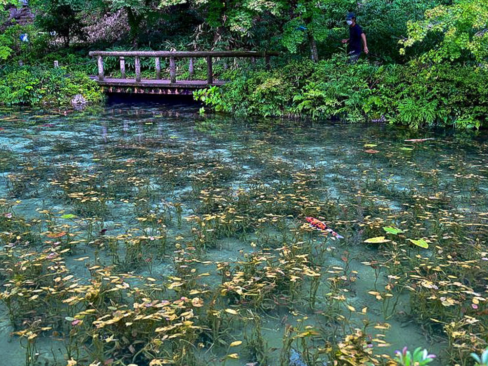 モネの池(8月)岐阜県関市の観光・撮影スポットの名所 - 東海カメラマップ