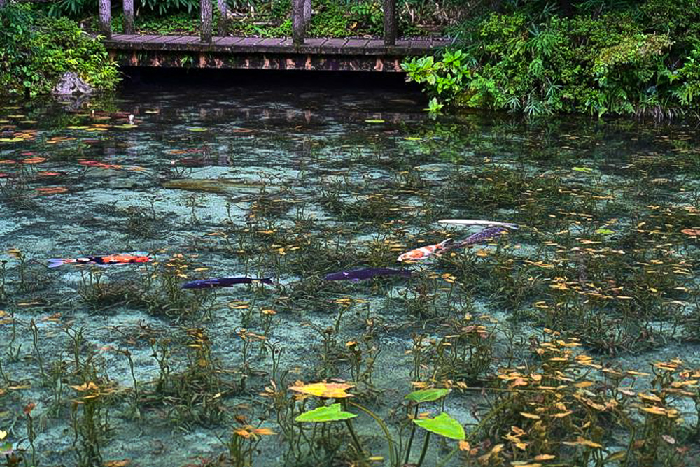 モネの池(8月)岐阜県関市の観光・撮影スポットの名所 - 東海カメラマップ