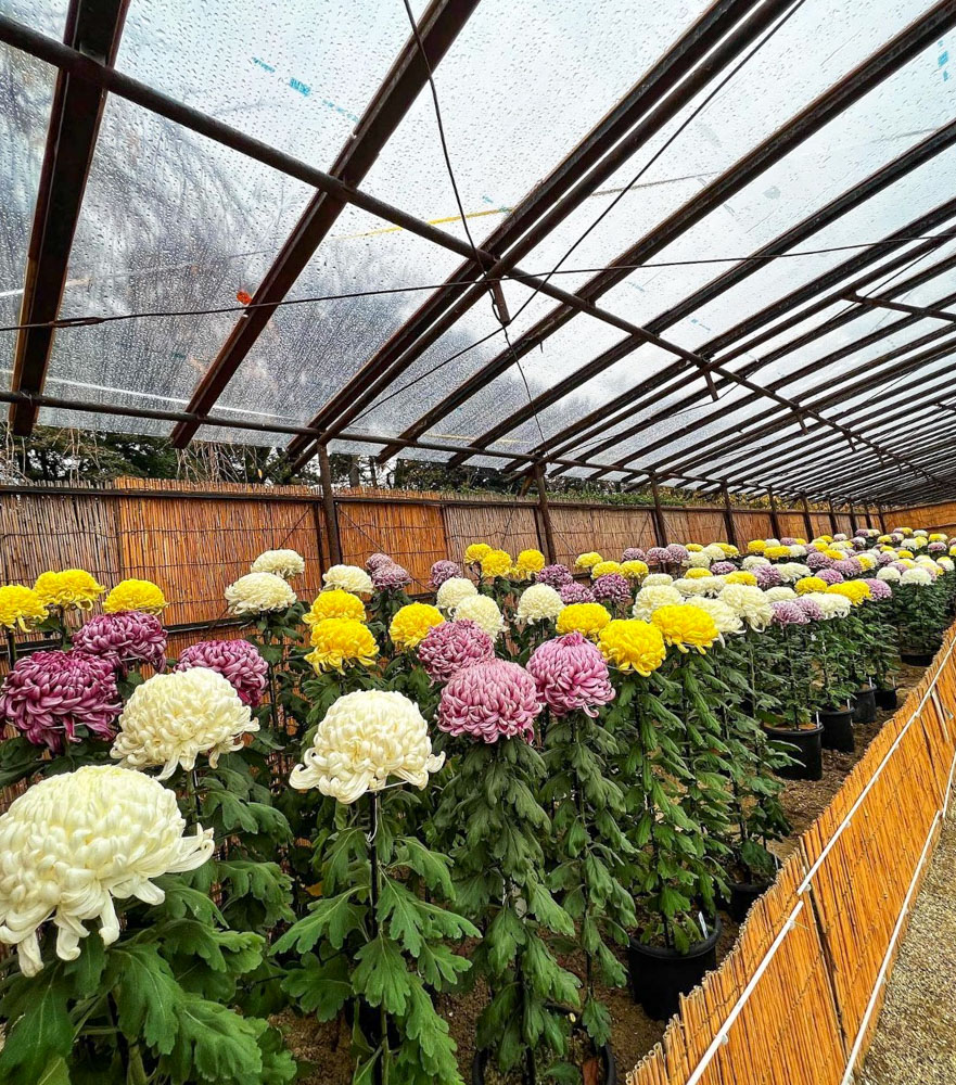 名古屋城菊花大会 名古屋城秋祭り 名古屋市中区の観光 撮影スポットの名所 東海カメラマップ