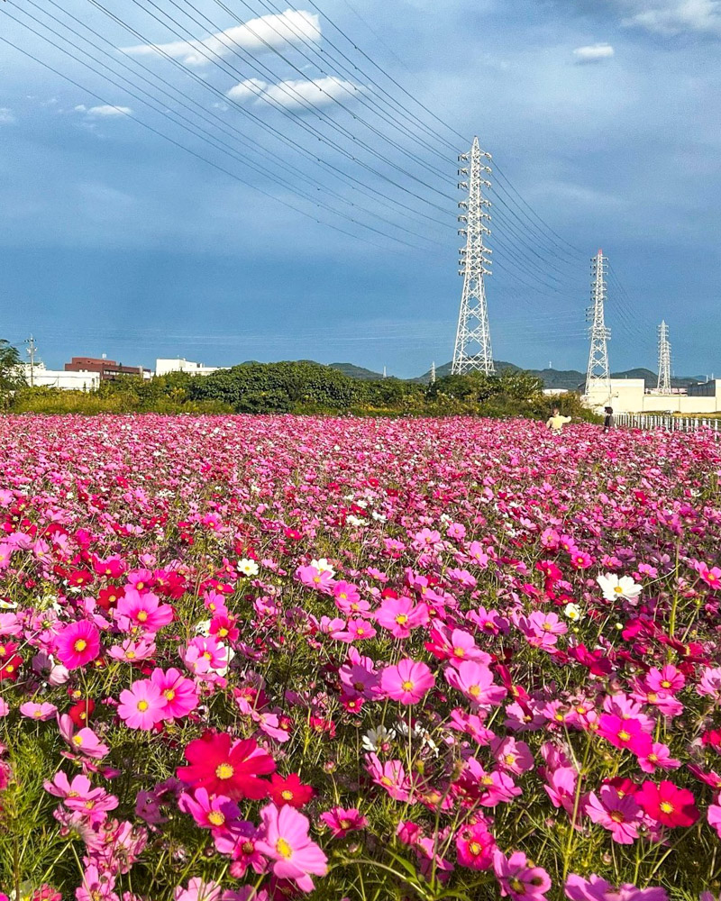 大口町コスモス畑 10月 愛知県丹羽郡の観光 撮影スポットの名所 東海カメラマップ