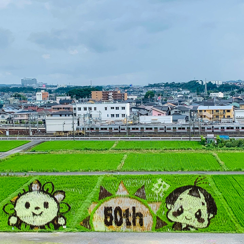 尾張旭市田んぼアート 城山公園 愛知県尾張旭市の観光 撮影スポット名所 東海カメラマップ